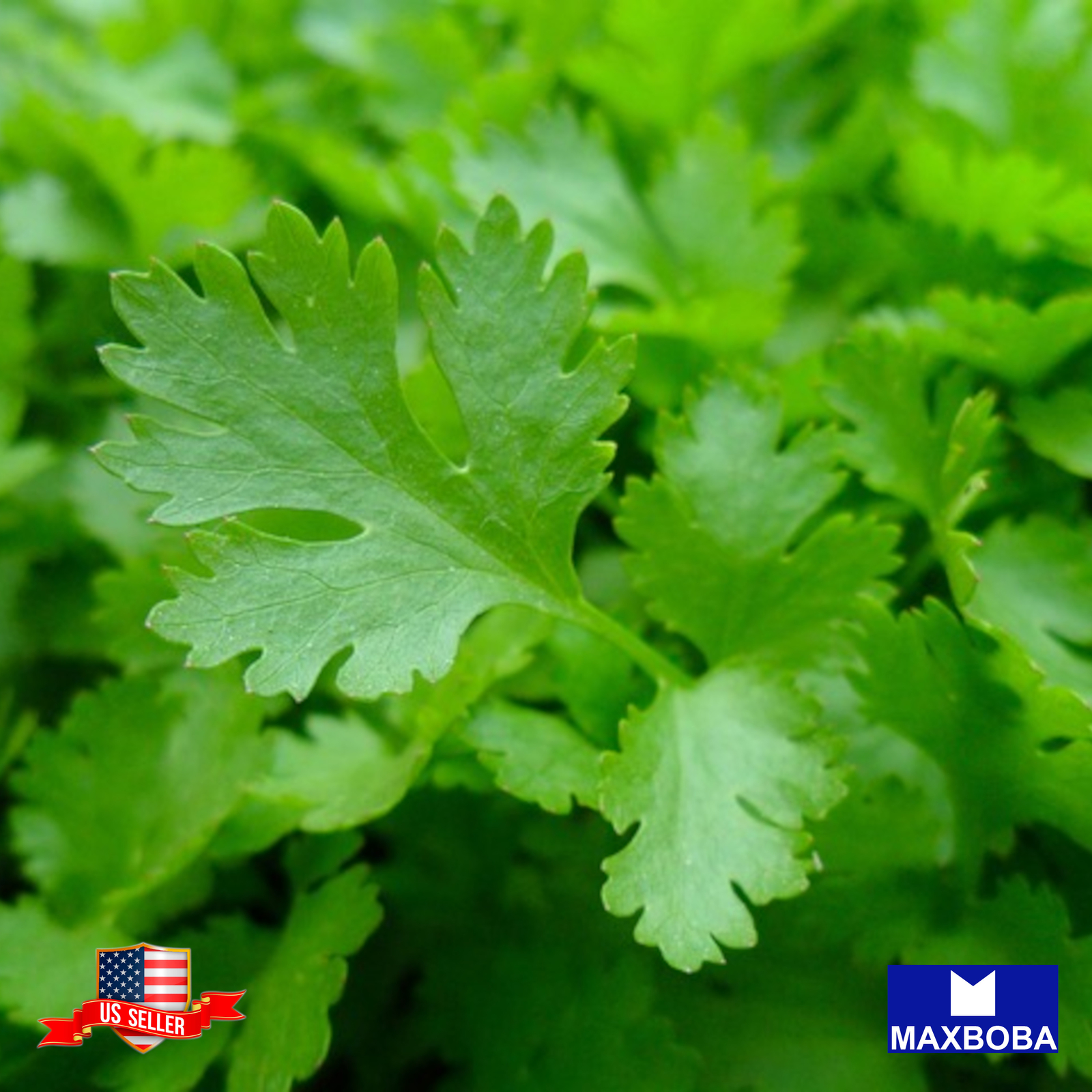 Parsley Seeds Italian Giant Non-GMO Heirloom