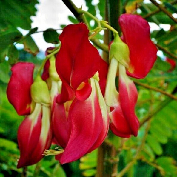 20 Hummingbird Tree Seeds (Sesbania grandiflora) “Agati” Flower Plant Fast RARE