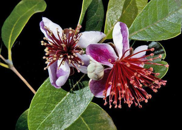 Feijoa sellowiana | Feijoa | Pineapple Guava | Guavasteen | 10 Seeds