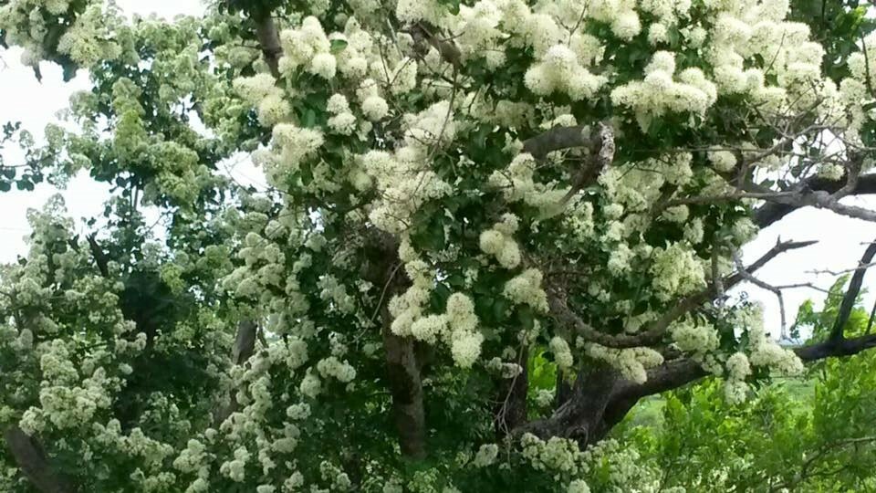 Galpinia transvaalica | Transvaal Privet | Wild Pride of India | 10_Seeds