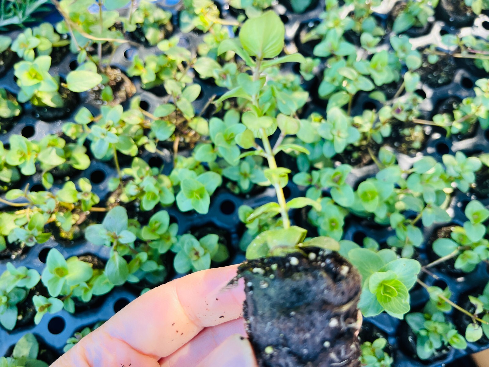 Origanum Kent Beauty, Ornamental Cascade Oregano Herb Plant, Well-rooted Plug