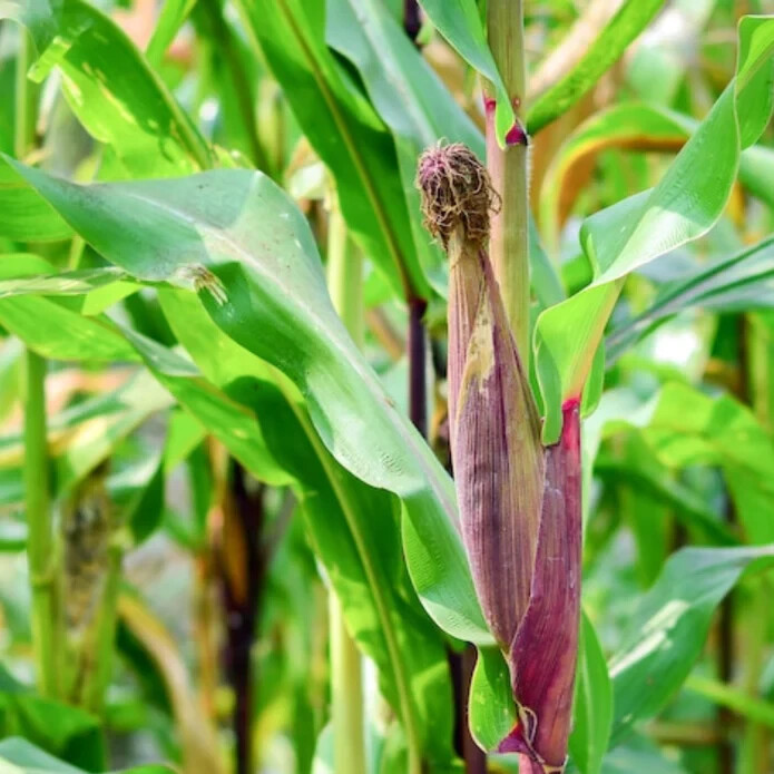 50pcs Bloody Butcher Corn Heirloom Seeds – Non-GMO, Open-Pollinated