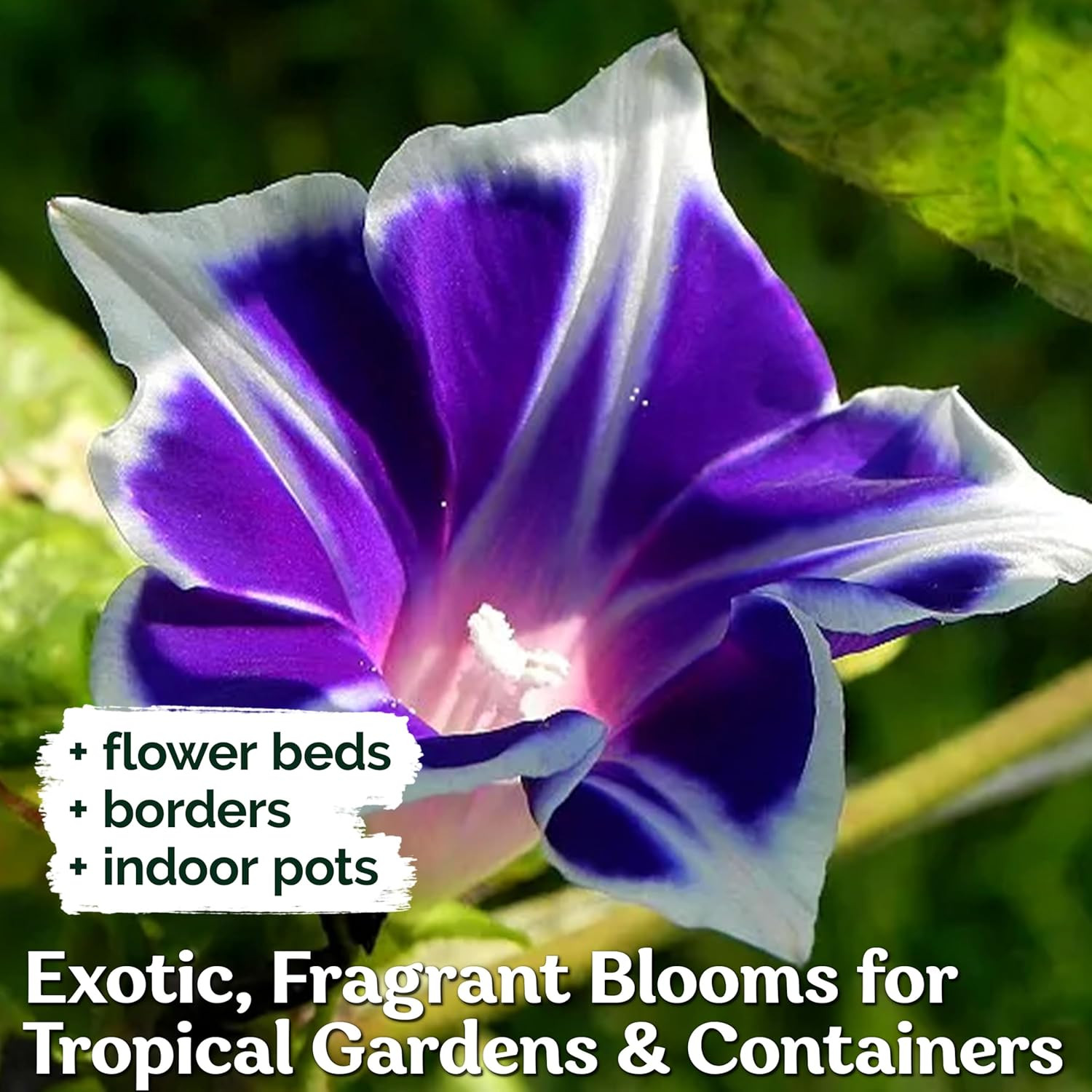 KVITER 100 Blue & White Morning Glory Seeds (Ipomoea) – Perennial Flower Seeds f