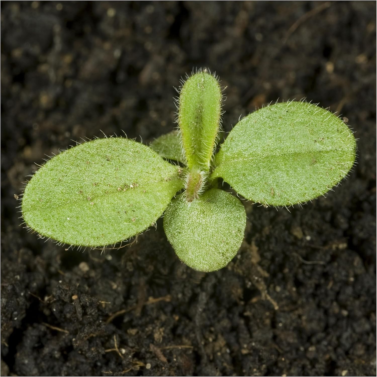 Mixed Forget Me Not Seeds – Heirloom Wildflower Blend for Butterfly Gardens