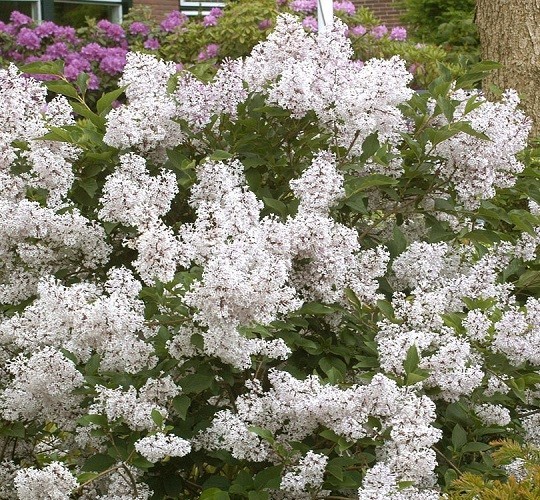 ( 1 ) – Madame Lemoine White French Lilac – Starter Plant ( L7 )