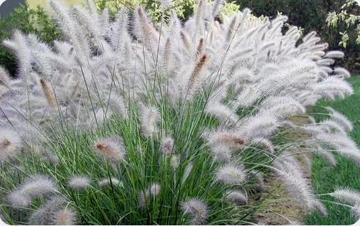 60 Fountain Grass Seeds Pennisetum Alopecuroides~Brooklyn Botanical Gardens Club