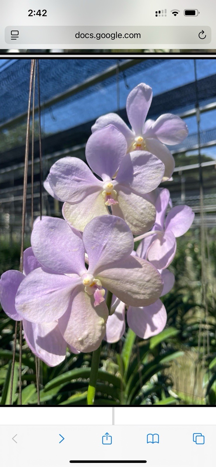 V. Hongsilp X V ceorulea. orchid Seedling