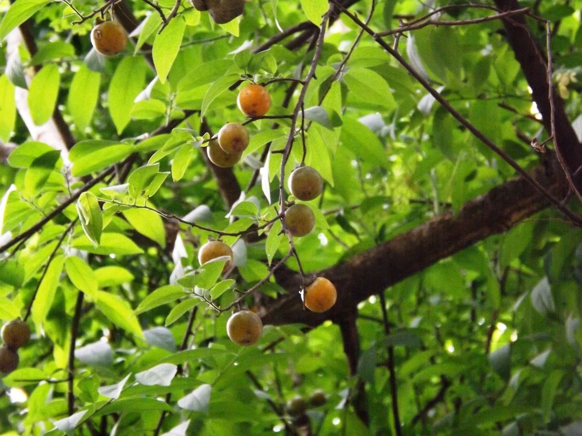 Diospyros cordifolia MOUNTAIN PERSIMMON TREE Seeds!