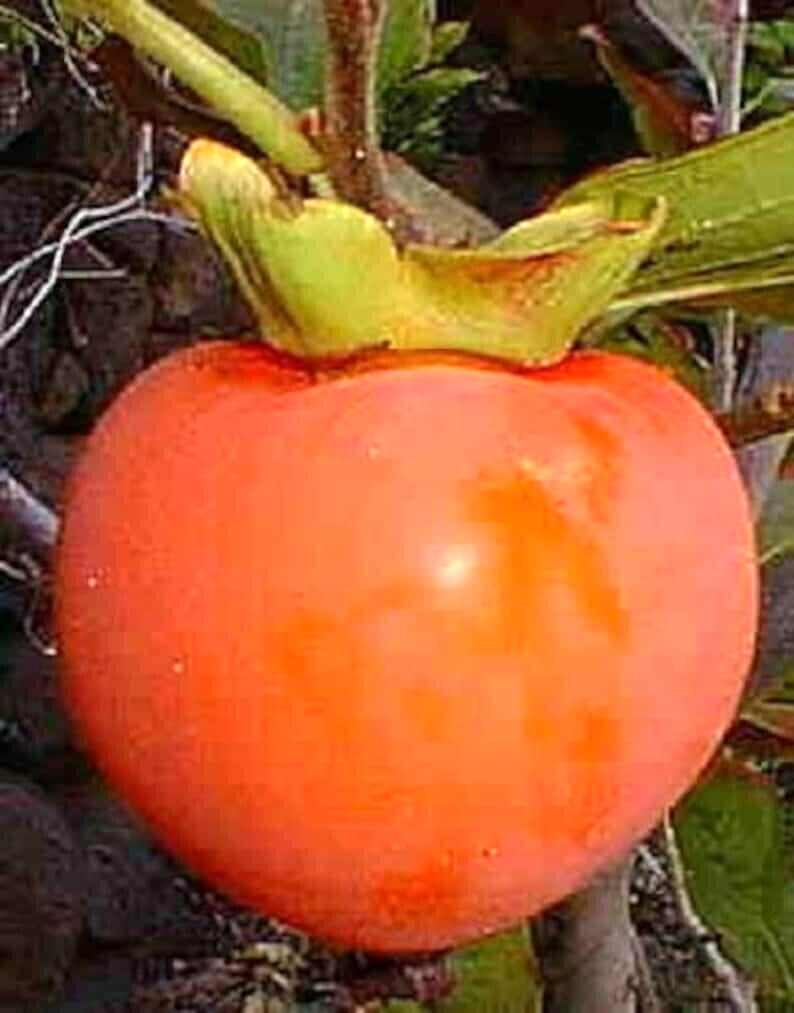 10 AMERICAN PERSIMMON SEEDS – Diospyros virginiana