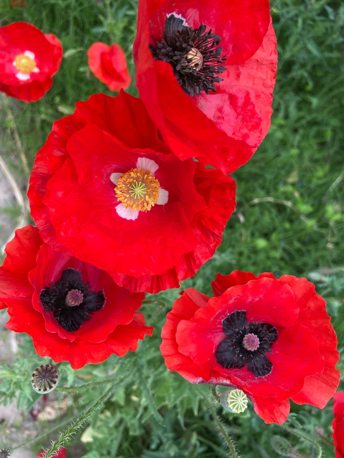 500+ Pcs California Heirloom Multi Red Color Corn Poppy Flower Seeds Poppy Seeds