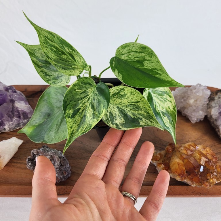 Philodendron Hederaceum, Heart Leaf Variegated 2.5″ Pot, Fedex 2 day*