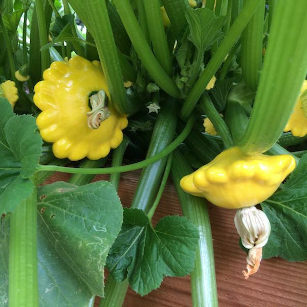 Yellow Patty Pan-Bush Scallop Squash Seed, NON GMO, Heirloom, A GARDEN FAVORITE