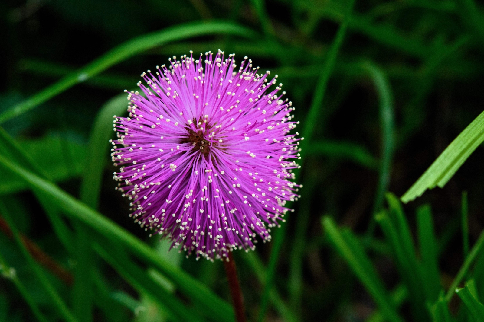 100 MIMOSA / SENSITIVE PLANT Schrankia Uncinata Flower Seeds *Flat S/H