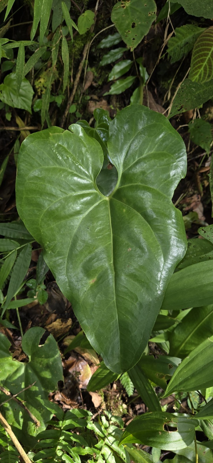 Anthurium umbrosum BL3