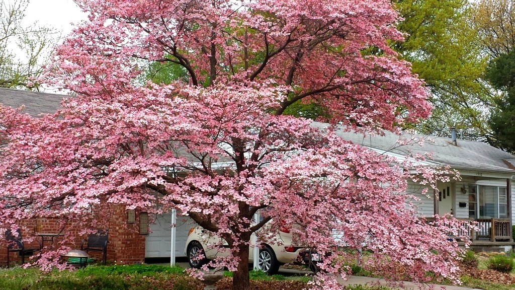 Pink Dogwood tree 10-16″ tall quart pot