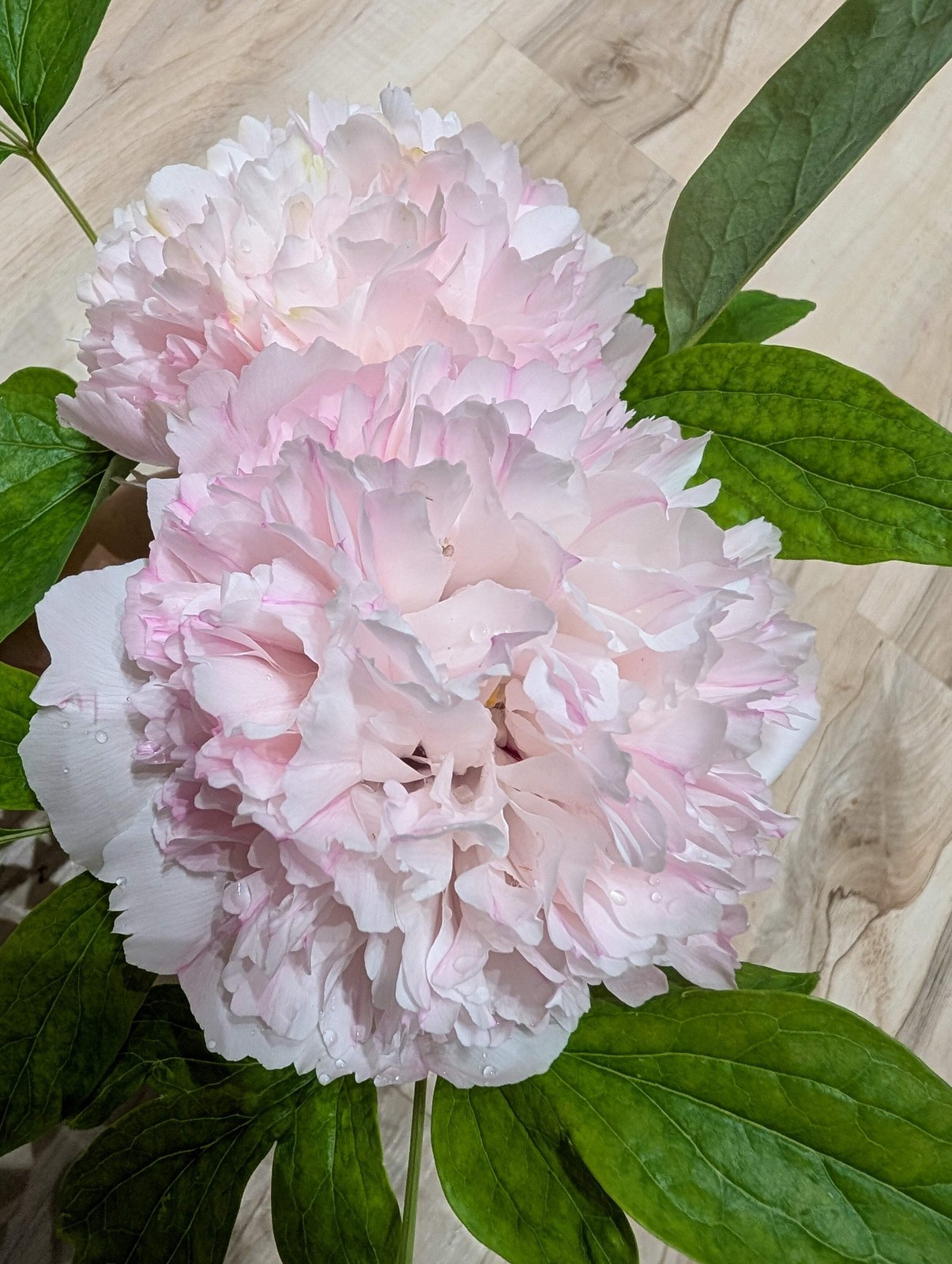 “Red thread girl” large flower tree peony Preorder for fall 2026