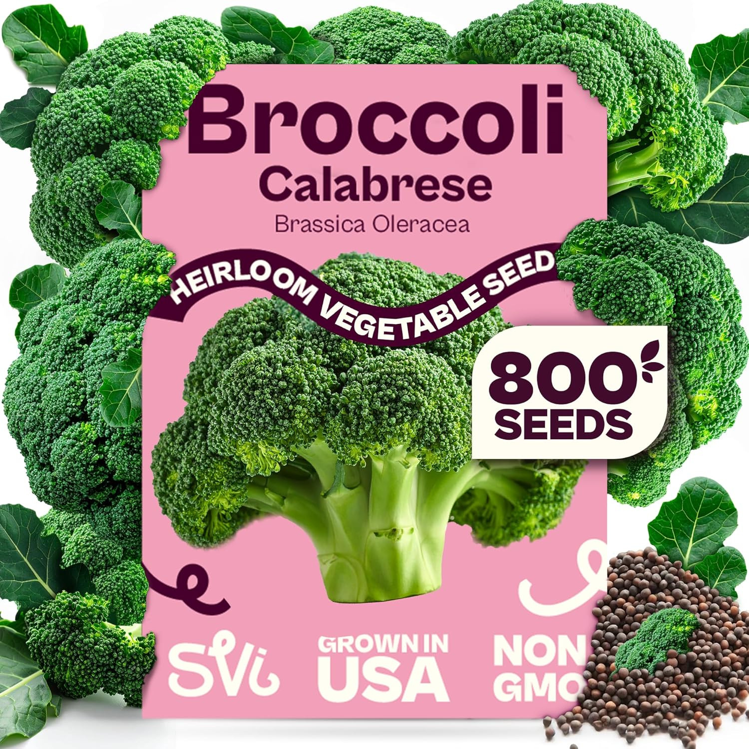 800 Calabrese Broccoli Seeds for Sprouting (Brassica Oleracea VAR. Capitata) – G