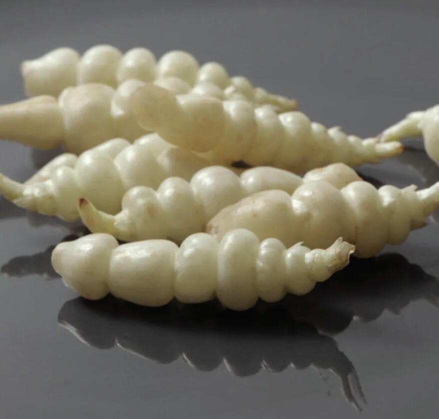 Chinese Artichoke/Stachys Affinis- 3 Tubers for planting – USA Seller
