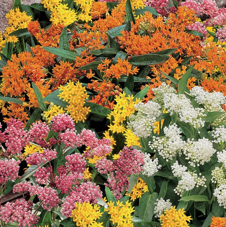 Live Milkweed MIX Plant, 4–6″ Tall, Ship No Pot, Butterfly Host Plant, Easy Care