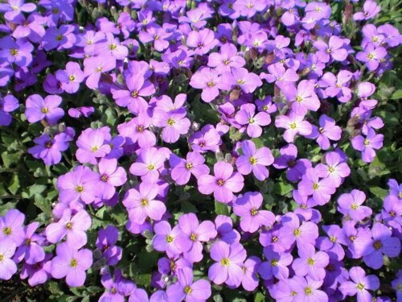 500 PURPLE ROCKCRESS Rock Cress Aubrieta Deltoidea Flower Seeds