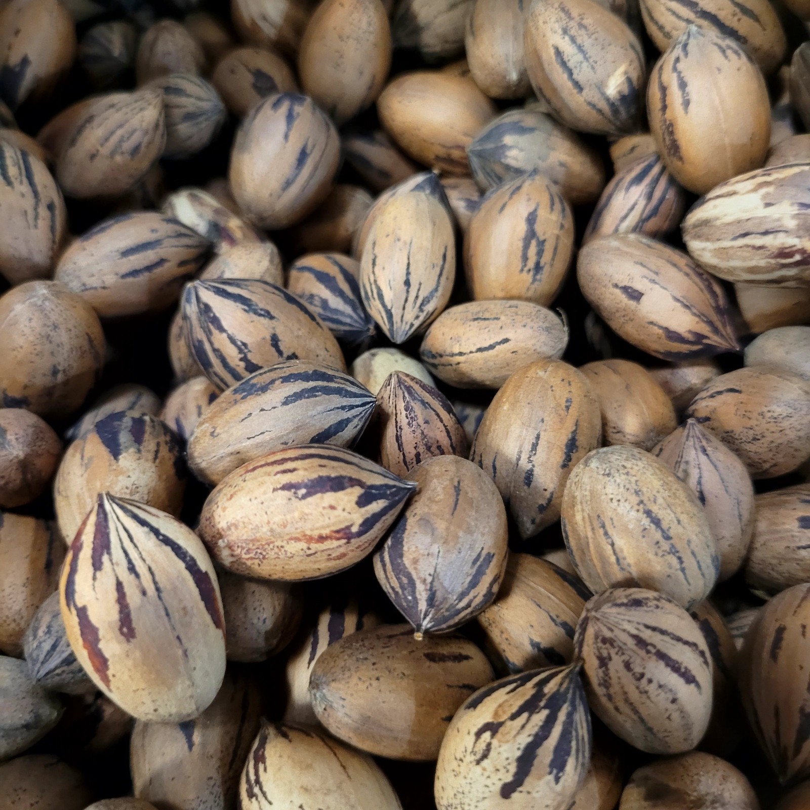 Pecan tree seeds from SW Pennsylvania Organically grown -stratify until February