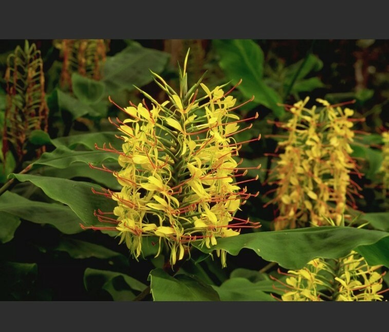 HAWAIIAN KAHILI YELLOW GINGER HEDYCHIUM GARDNERIANUM ROOTS & PLANTS