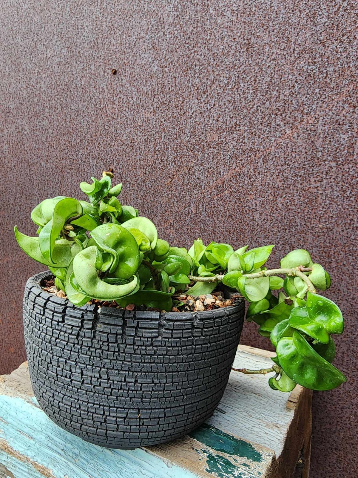 Hoya carnosa ‘Compacta’ — Hindu Rope Plant Succulent – 10″ Exact Specimen
