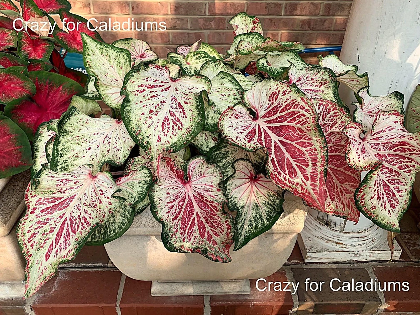 Caladium ‘Peppermint’ Size #2 (4 Bulbs), 1″–1.5″ – New Crop 2025 – Easy to grown