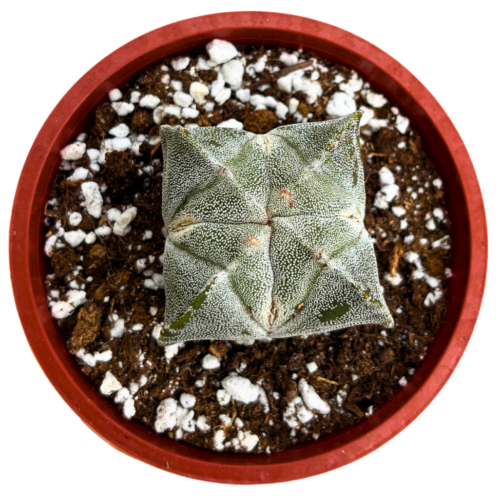 Astrophytum myriostigma – Bishop’s Cap Cactus Rare Live Plant (4″ Pot)