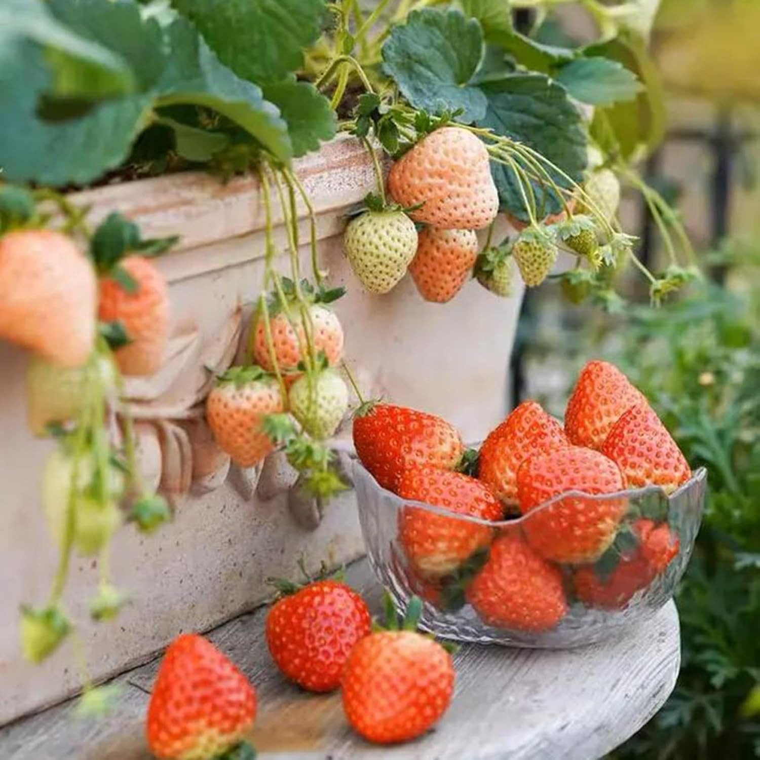 1000+Pcs Mixed Berry Seeds Kit for Planting (Grapes, Strawberries, Blueberries,