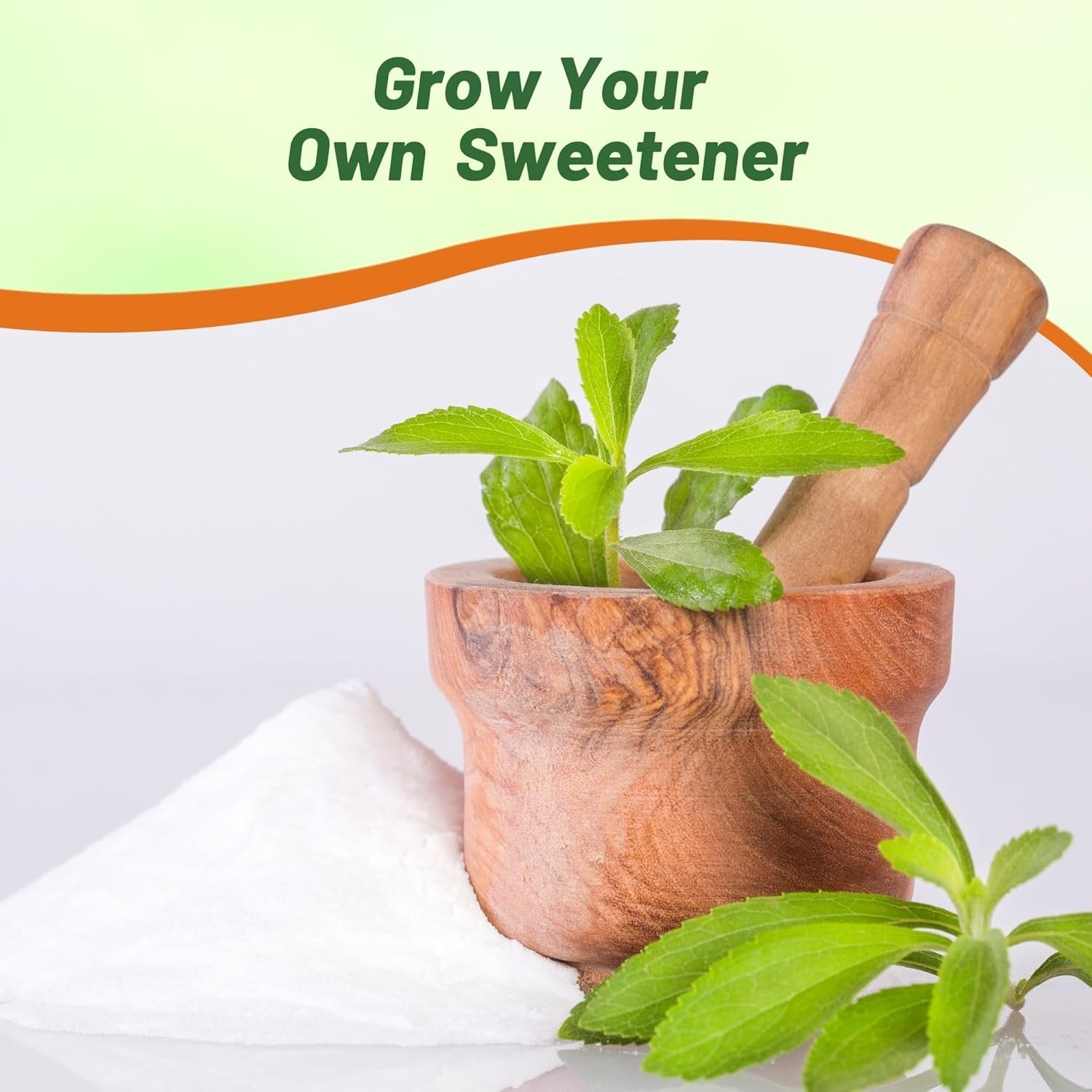 Organic Stevia Sweetleaf Seeds – 50 Pcs for Culinary Delights in Any Garden
