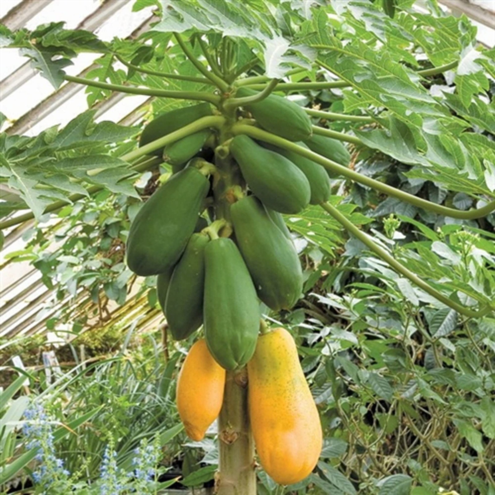 Dwarf Papaya 20 Seeds Sweet Fruit Tree Gardening Grows in Just Weeks Low-Main…