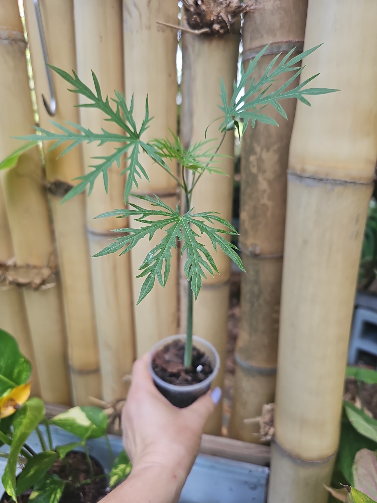 Flowering Coral Tree Live rooted starter plant Jatropha Multifida