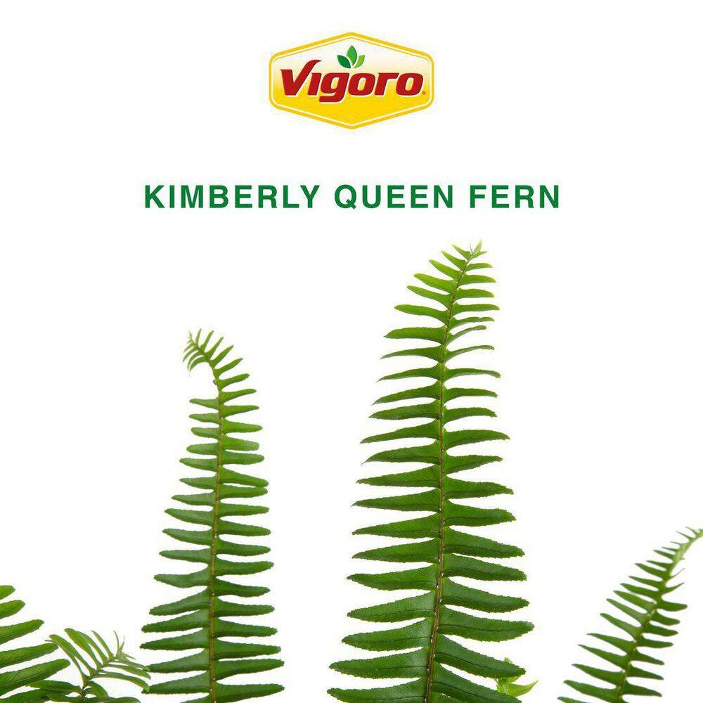 Kimberly Queen Fern Plant in 10In. White Decor Pot, Avg. Shipping Height 1-2 Ft.