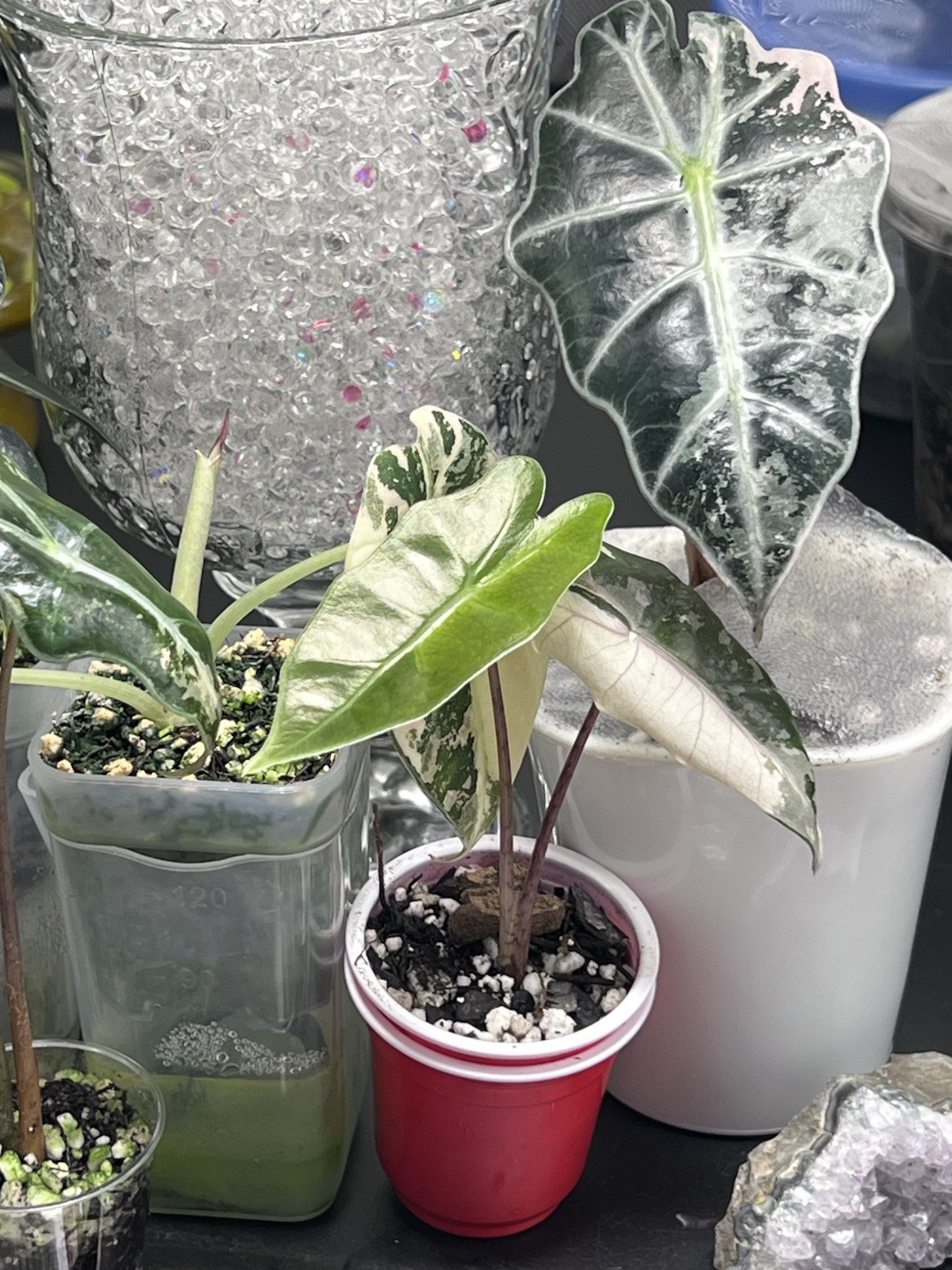 Alocasia Starter Bundle