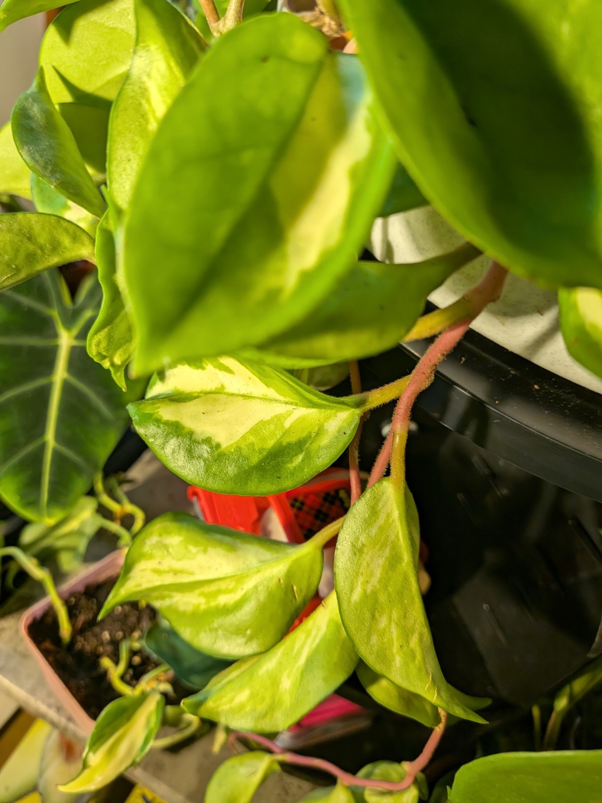 Hoya Collection 1 Hindu Rope 1 Krimson Princess 1 Publicalyx Splash In 3″ Pots