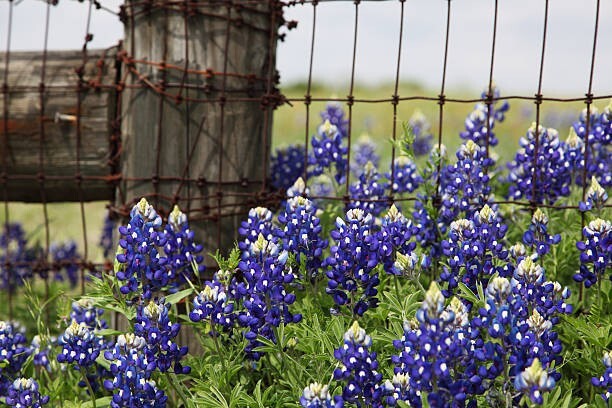 50 TEXAS BLUEBONNET SEEDS | SALE FREE SHIPPING NON GMO