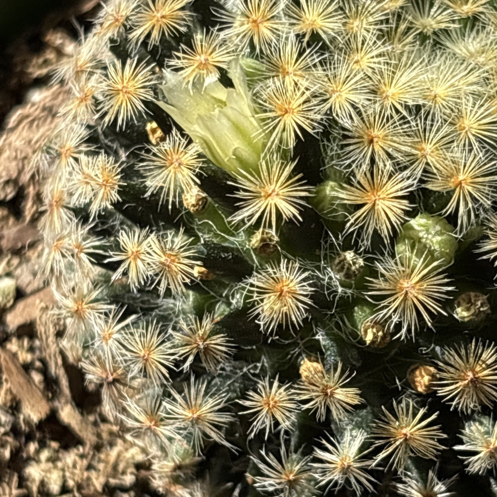 Mammillaria schiedeana Clumping Fuzzy Gold Mini Cactus rooted 4 in pot