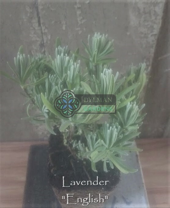 English Lavender Plant (Lavandula angustifolia) – Live Herb – Multiple Sizes