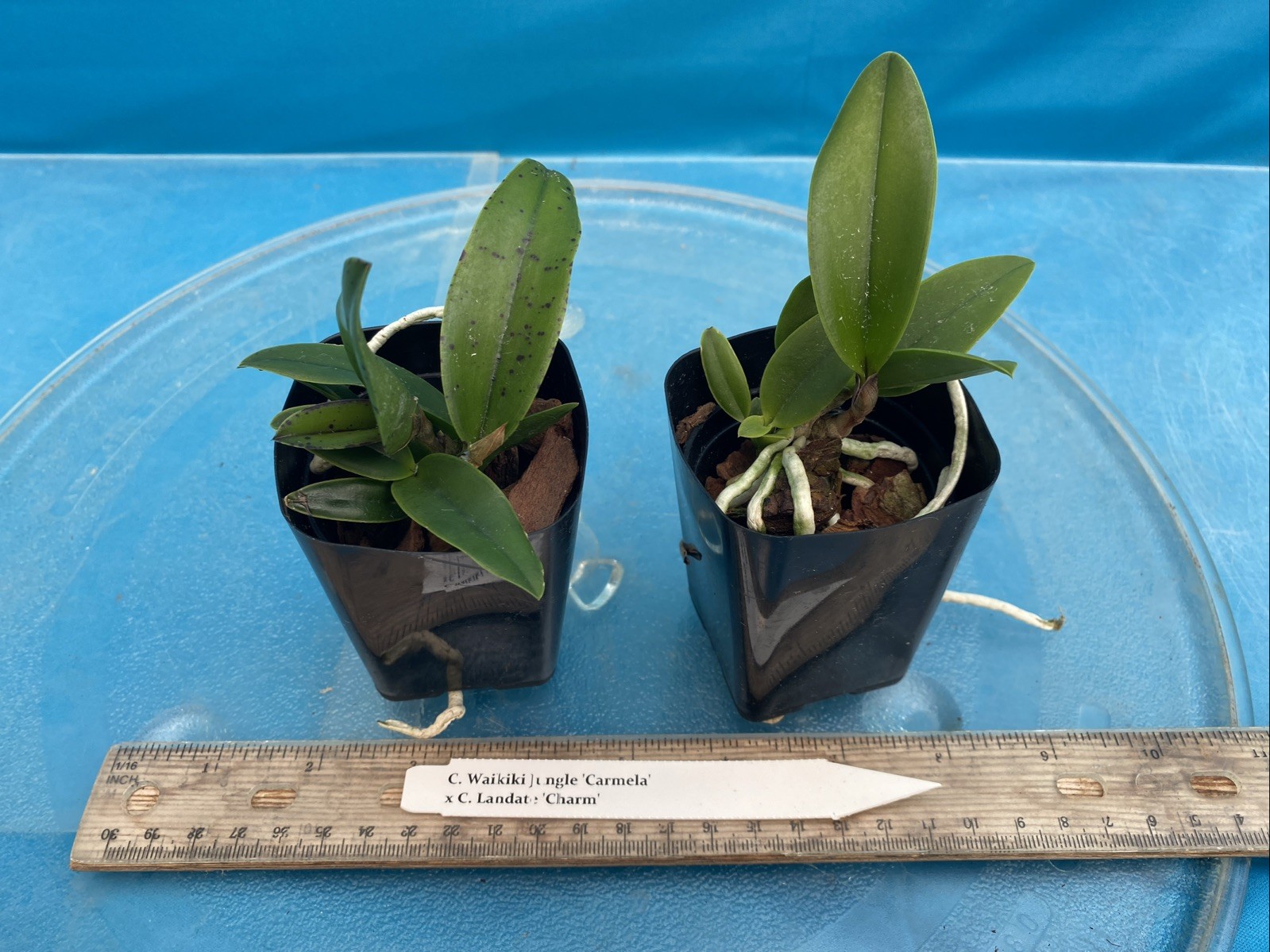 Cattleya Waikiki Jungle X Landate Spotty Charm Large Fragrant Flowers 2” Pot