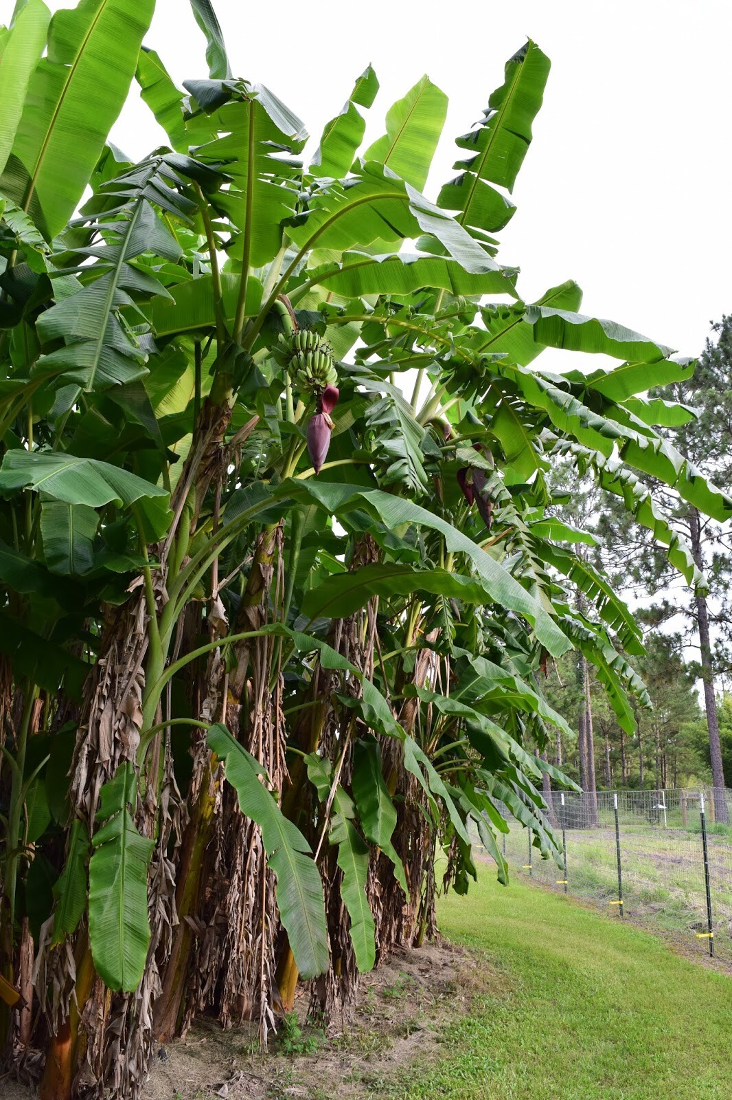 ICE CREAM (BLUE JAVA)Live Musa Banana Tree-WELL ROOTED STARTER PLANT