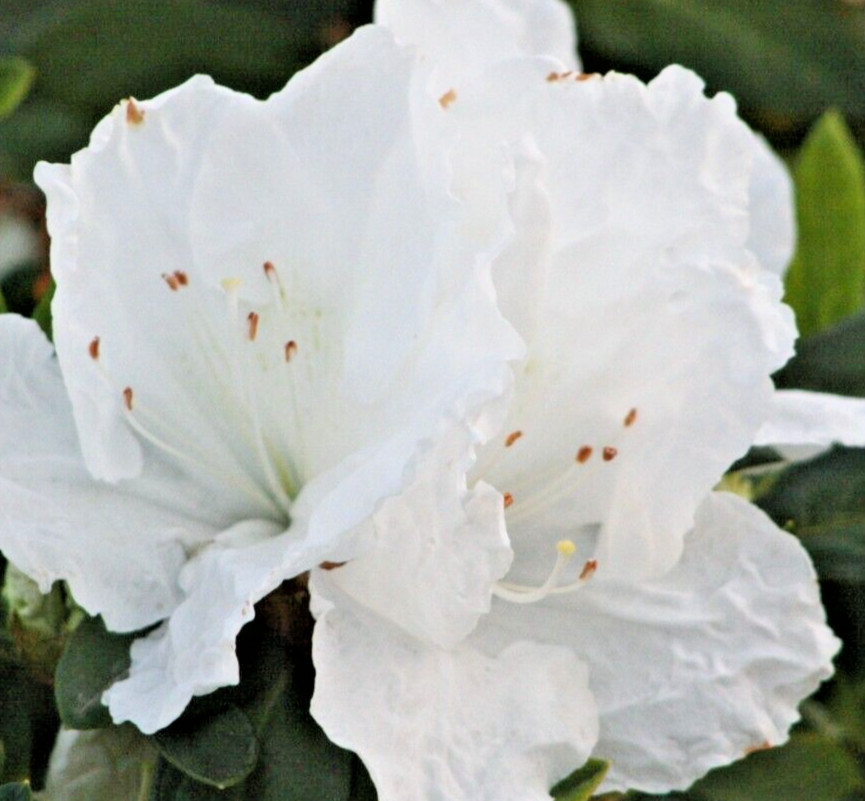 Rhododendron Azalea Snow White 1 Live 6″ Flower Plant Bush Shrub or Bonsai