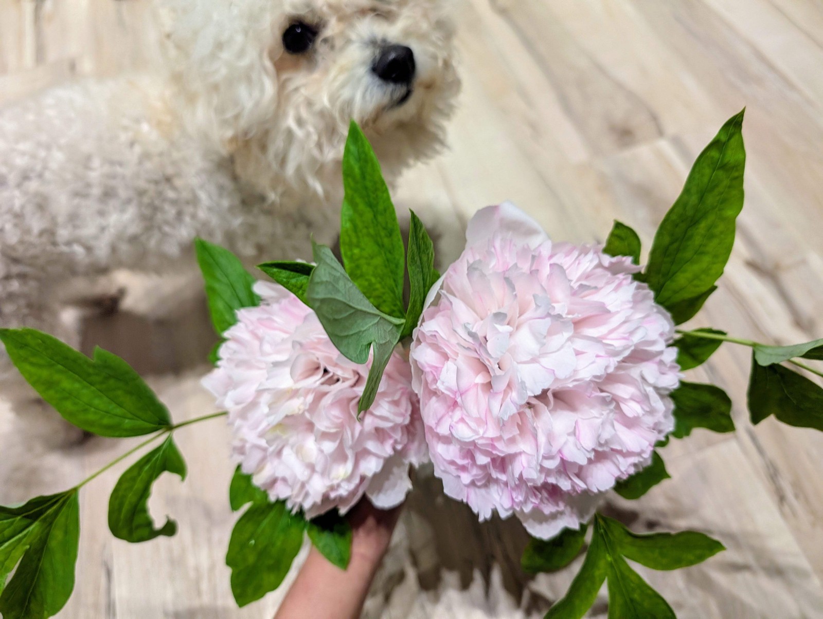“Red thread girl” large flower tree peony Preorder for fall 2026