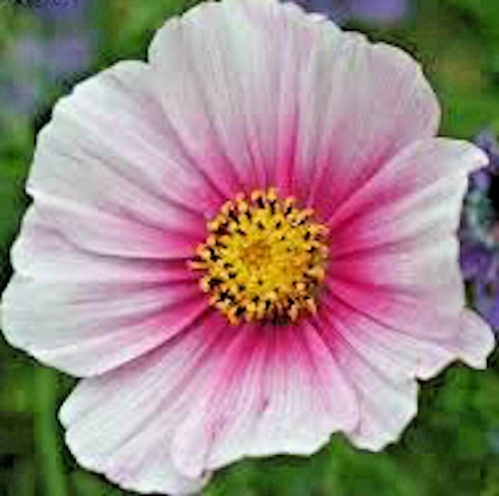 300+COSMOS DAYDREAM Seeds Wildflower Heat Drought Poor Soils Pollinators Easy