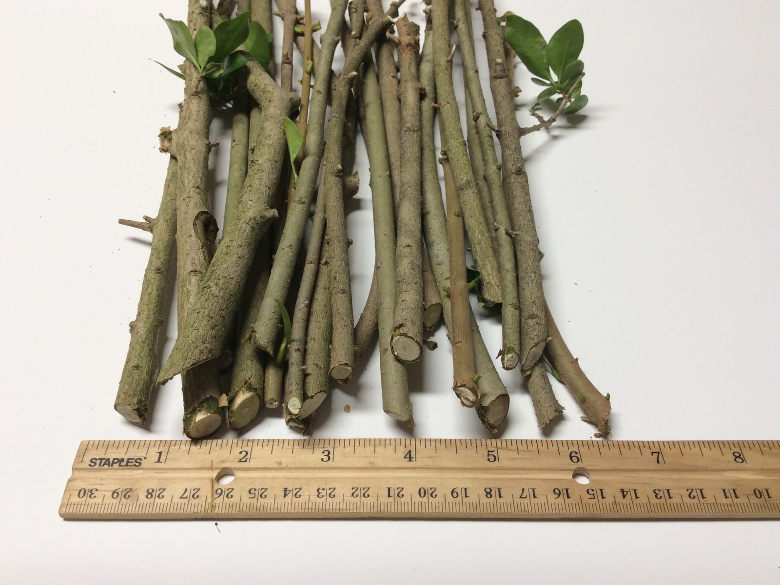 (30) Tree Cuttings Cali Garden Privet Plant Hedge Ligustrum ovalifolium Bonsai