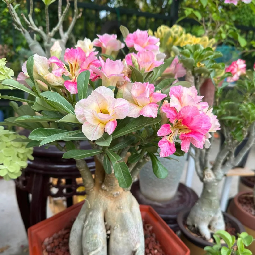Rooted Bare Root Desert Rose, Easy Growing Indoor Patio Potted Decor