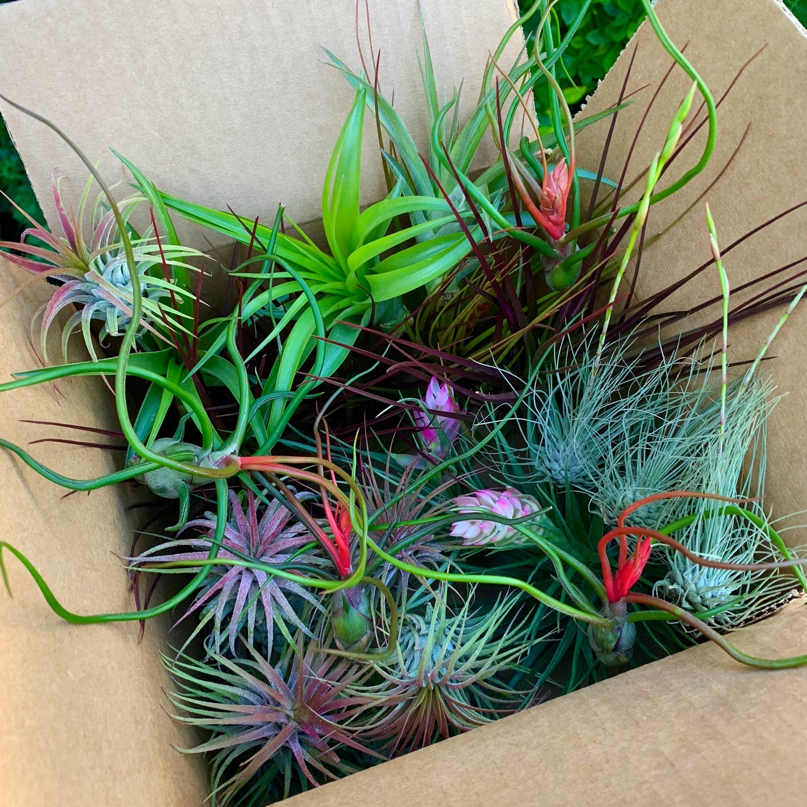 25 Pack Premium Air Plants Tillandsia Mix *Beginner Friendly Selections*