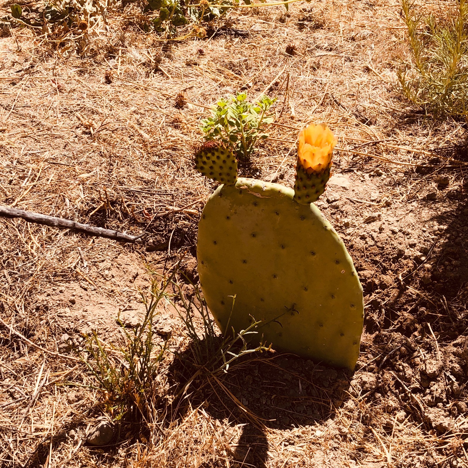 Spineless Prickly Pear Cactus Pads | Opuntia ficus-indica Cuttings | Indian Fig