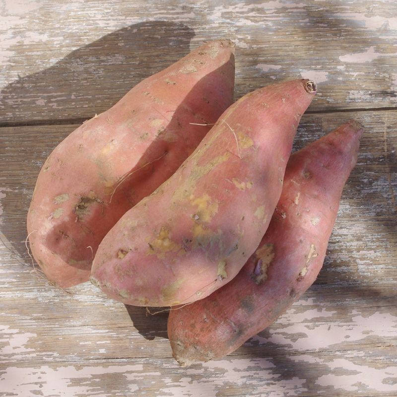 10 Beauregard Sweet Potato Slips Organic Orange Flesh Variety – Khoai Lang
