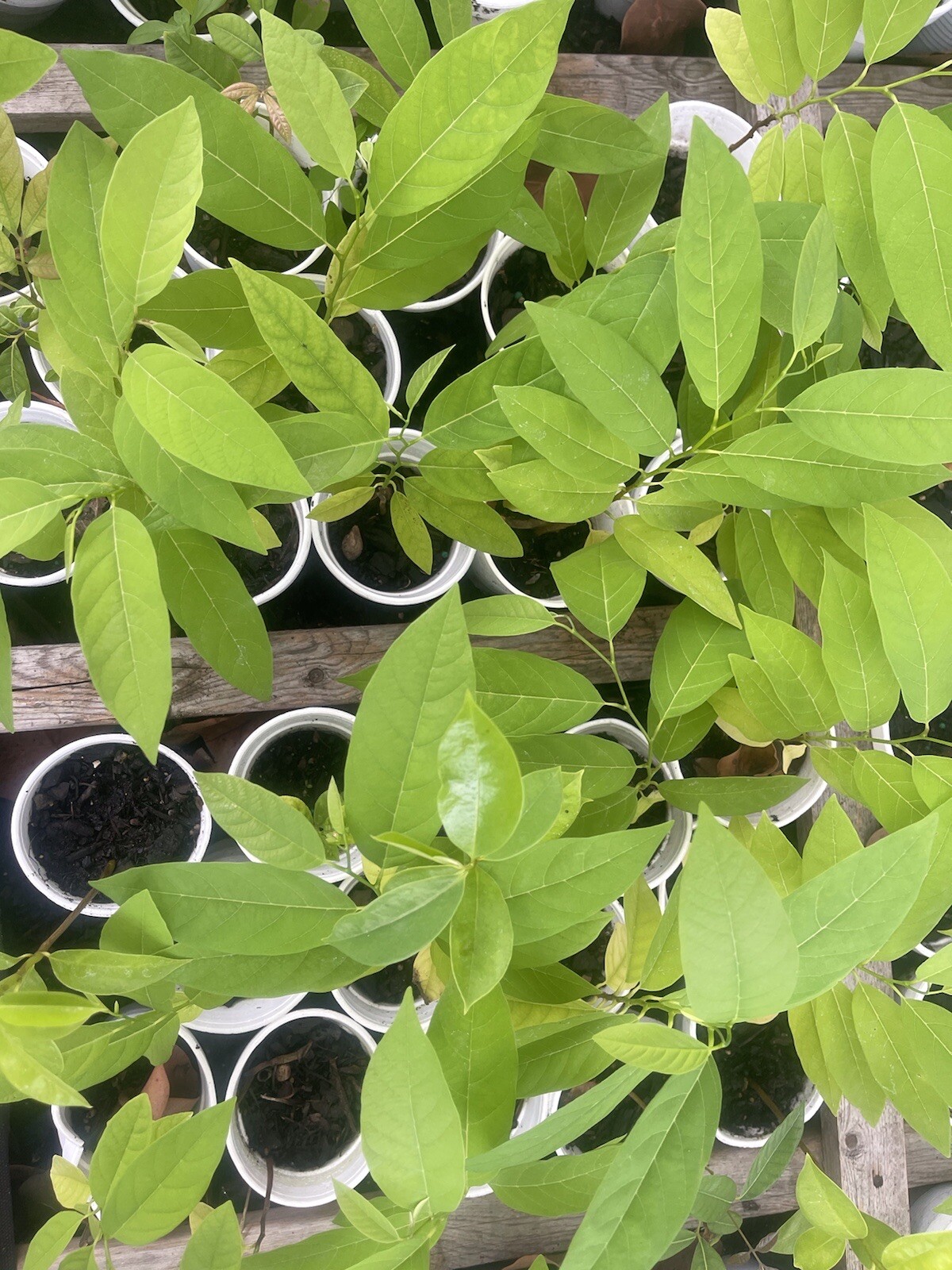 10-12” Sugar Apple Na Dai ( Mãng Cầu Dai) Live Plant Seeding